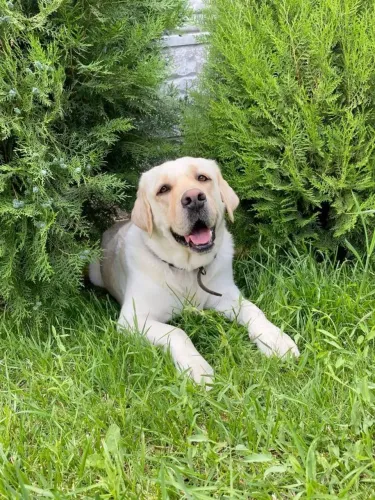 Belíssimos filhotes de labrador filhote 