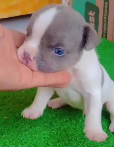 Lindos filhotes de American Bully macho e fêmea 