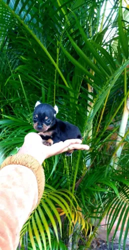 O menor filhotinho de pinscher zero espera você