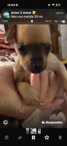 Pinscher 0
