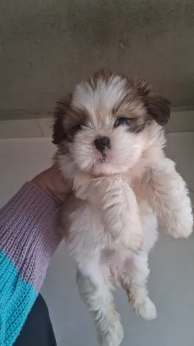 Vendo filhote  de sitzu macho e uma fêmea 