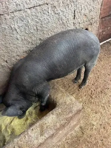 Leitoa caipira - *