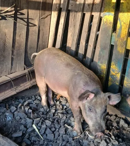 PV SÓ PARA INTERESSADOS (PADRE NÓBREGA)