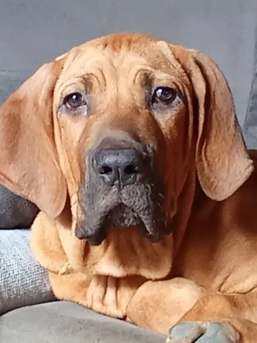 Cachorro da raça fila brasileiro ele  tem 4 mêsi de vida  muito top todos vacinados 