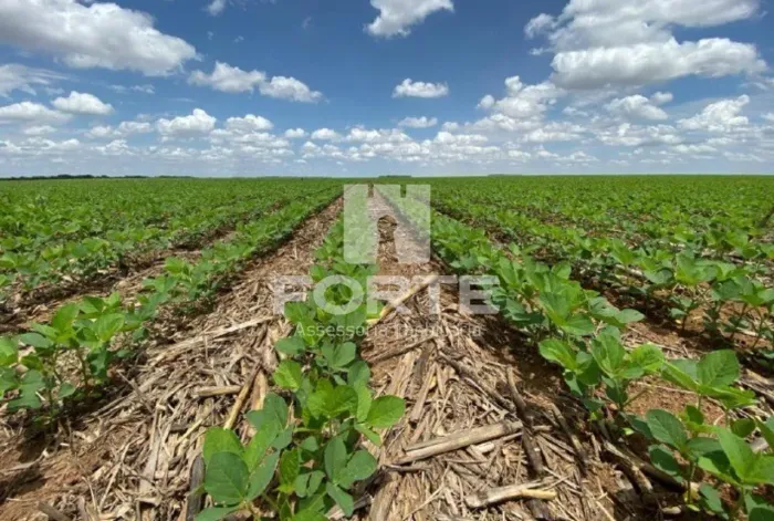 Fazenda a venda no município de Goiatins -Tocantins