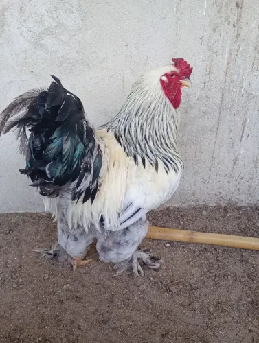 Vendo Galo Brahma excelente reprodutor