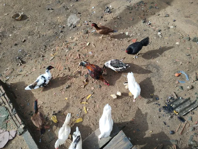 Vende se patos e galinhas