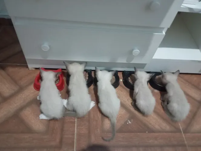 Gatitos en adopción