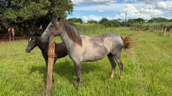 Vendo égua com a potra ! É mansa, mas ainda está com meia doma ! 