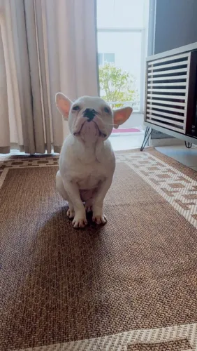 Buldog femea branca