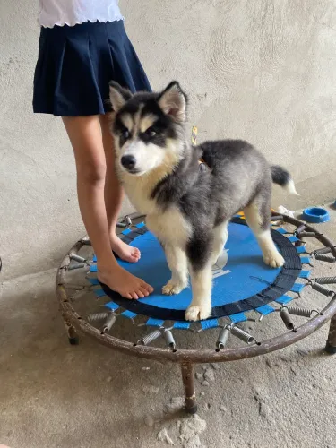 Cachorra rask seberiano