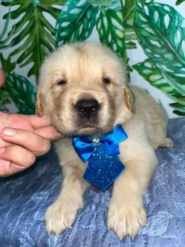 Filhote de Golden Retriever 
