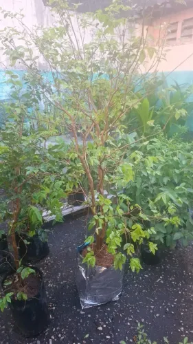 Mudas de jabuticaba híbrida produzindo - 1,85m e 1,50m
