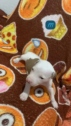 Filhotes de Pitbull APBT puro, 2 meses e 23 dias. #VemBuscar #TaAcabando #AceitoTrocas. 