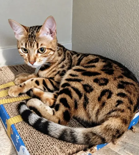 Gato Bengal