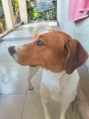 Doação vira lata 