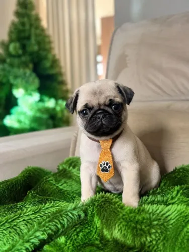 Vende se filhote de pug