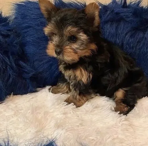 Filhotes De Yorkshire Terrier - Um Amor Que Cresce Junto Com Você 