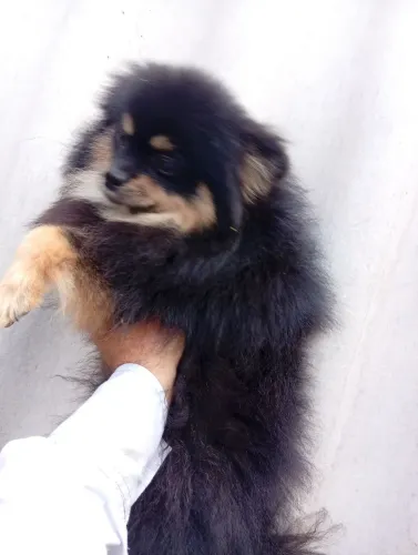 Linda Lulu da pomerânea fêmea