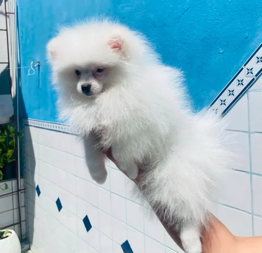 Vendo casal de Spitz Alemão