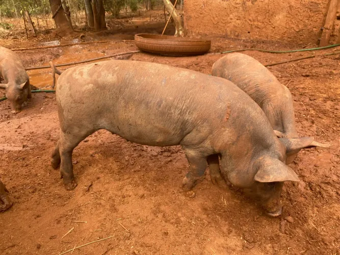 Leitoa caipira 