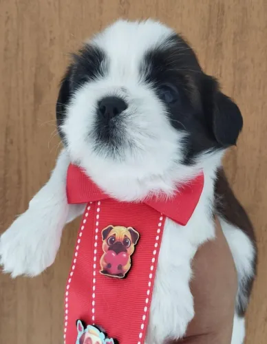 Vendo Shit-tzu macho 