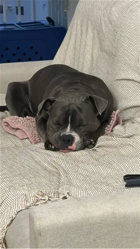 American Bully
