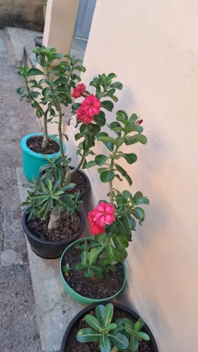 Rosa deserto