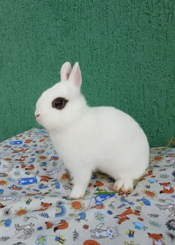 Coelhos mini e anões, filhotes e jovens