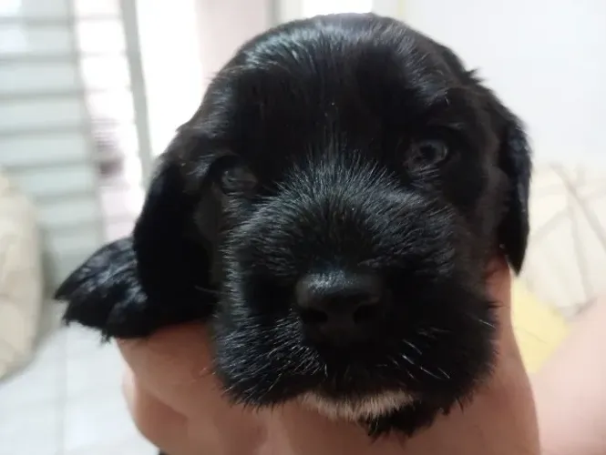 Lindos filhotes de Cocker Spaniel inglês 