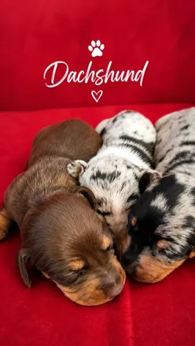 Daschund (Disponível para reserva)