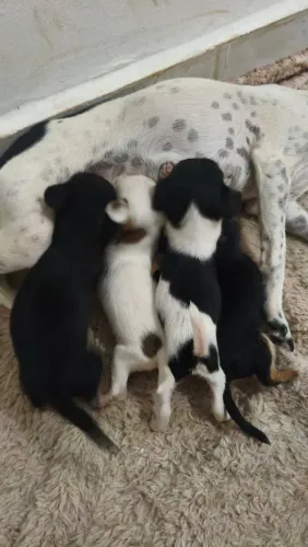 Vendo filhotes Fox paulistinha 