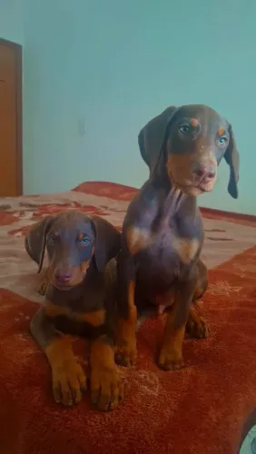 Vendo 2 filhotes marrons de Doberman 