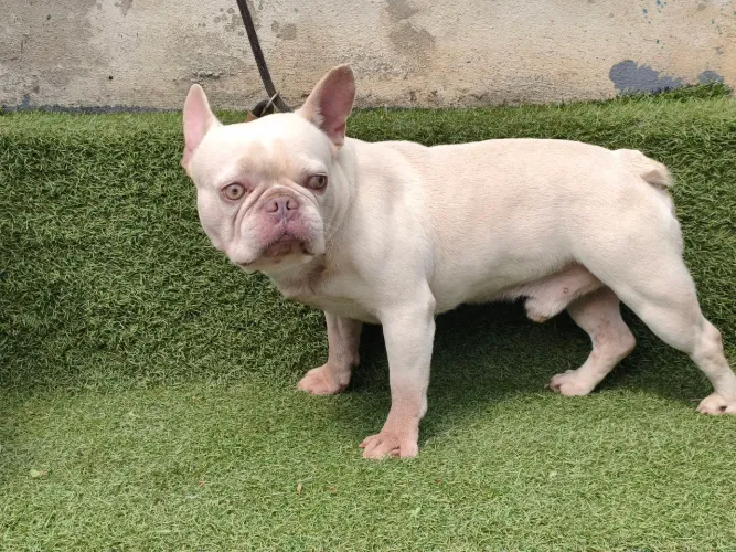 Bulldog francês macho adulto