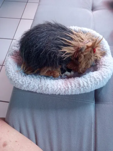 Cachorro  imita ser realista 