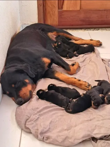 FILHOTES DE ROTTWEILER