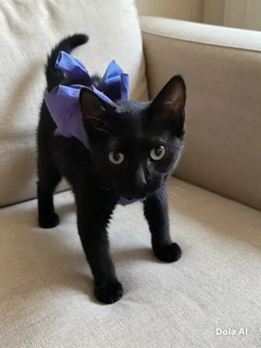 Gatinha filhote preta
