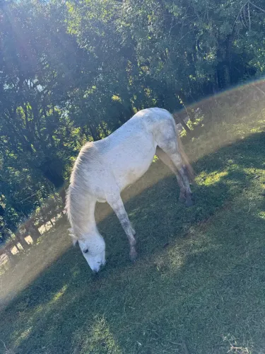 Vendo ou troco por outro anima