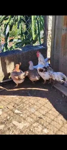3 FÊMEAS E UM MACHO de MINI CORNISH