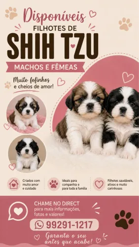 Shihtzu