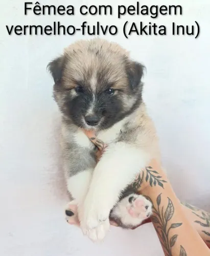 Filhote Fêmea de Akita Inu