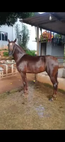 Vendo égua Filha do Caçador Meaipe na Lua do GGM