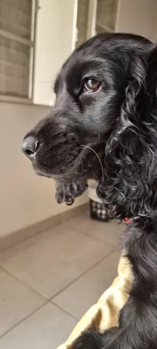 Procura-se namorado para uma Comer Espeniel de pais pedigree