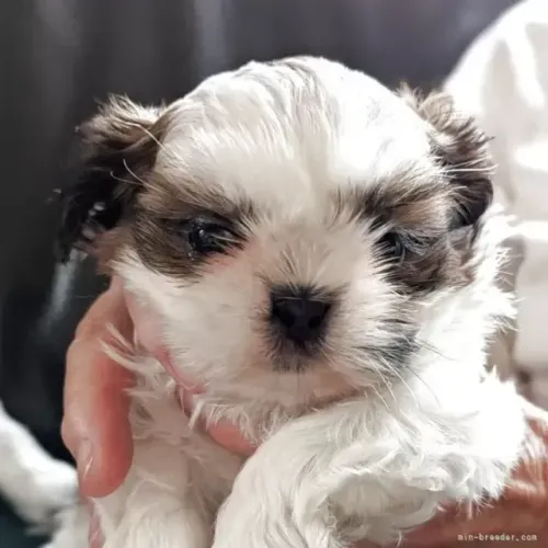 Shih Tzu/ Shitzu filhotes legítimos de pelagem maravilhosa macho e fêmea com garantias SP