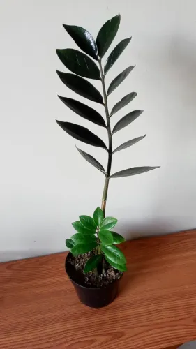 ZAMIOCULCA Back e Verde