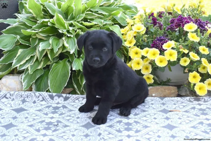 Labrador ? Filhotes apaixonantes disponível