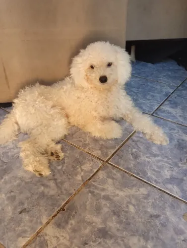 Cachorro 