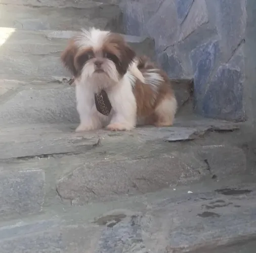 Shih-tzu minizinho companheiro perfeito