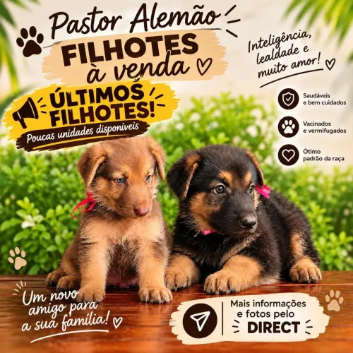 Filhote de Pastor Alemão