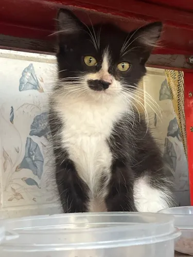Filhotes de Gato em Realengo para Adoção 